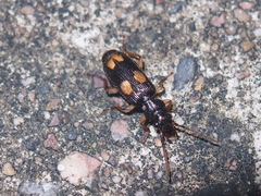Macrocheilus bensoni