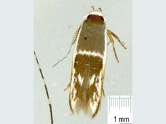 Stathmopoda megathyma