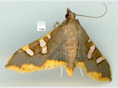 Prophantis adusta