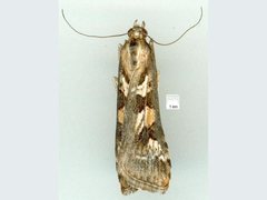 Nomophila corticalis