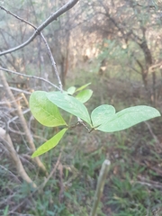 Afrocanthium mundianum