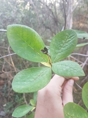 Afrocanthium mundianum