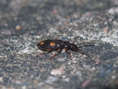 Macrocheilus bensoni