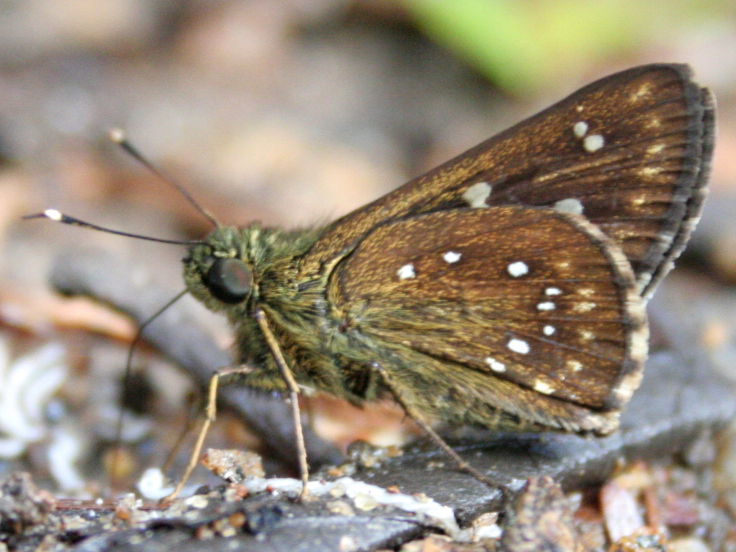 Southern Spotted Ace