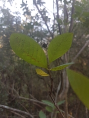 Afrocanthium mundianum