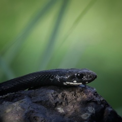 Elaphe quadrivirgata