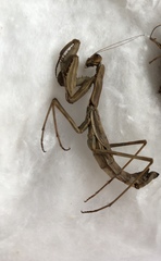 Bolivaria brachyptera