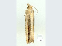 Bactra venosana
