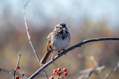 Song Sparrow photo 4