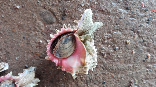 Phyllonotus erythrostomus