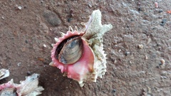 Phyllonotus erythrostomus