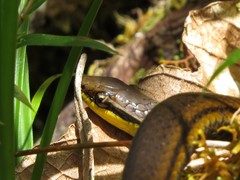 Liopholidophis