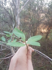 Afrocanthium mundianum