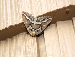 Caripeta angustiorata