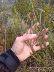 Erica abietina constantiana