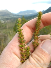 Erica abietina constantiana