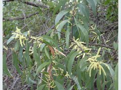 Acacia crassicarpa