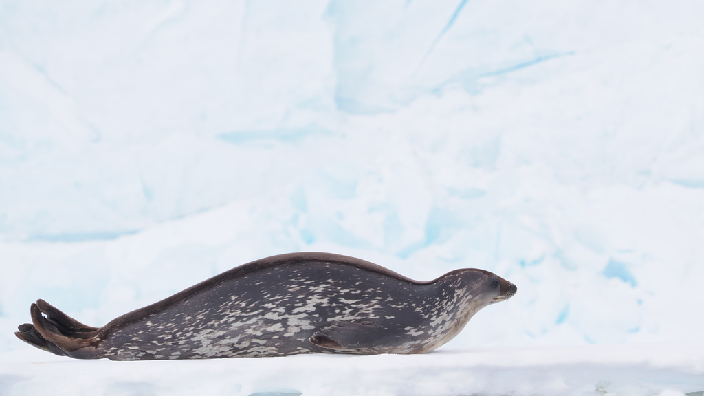 Weddell seal lying on its belly on the ice