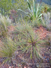 Erica abietina constantiana