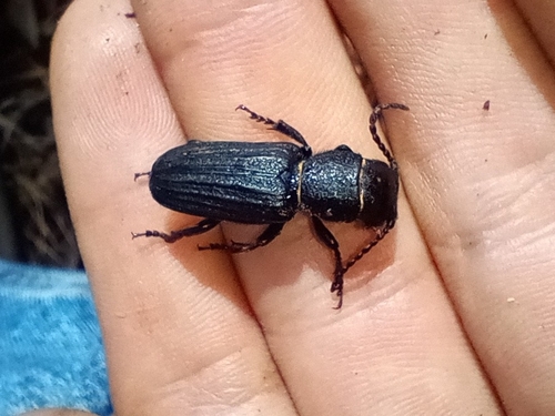 Neospondylis mexicanus