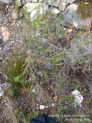 Erica abietina constantiana