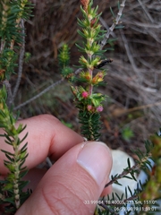 Erica abietina constantiana