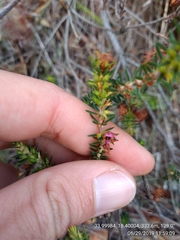 Erica abietina constantiana