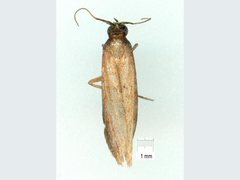 Comorta zophopleura