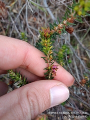 Erica abietina constantiana
