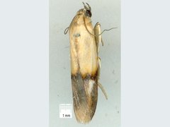 Cavipalpia argentilavella