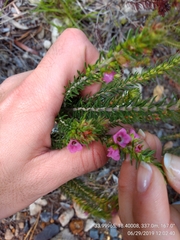 Erica abietina constantiana