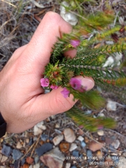 Erica abietina constantiana