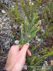 Erica abietina constantiana
