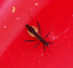 Micrelytra fossularum