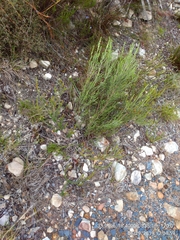 Erica abietina constantiana