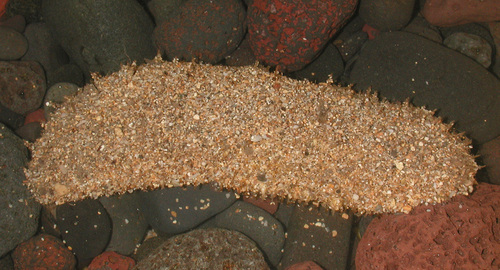 Holothuria rigida observed 2003-04-10