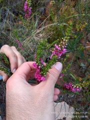 Erica abietina constantiana
