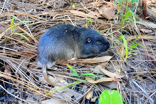 Southern Pocket Gopher