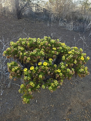 Image of Lecocarpus pinnatifidus by (c) Ingvild Riska, some rights reserved (CC BY)