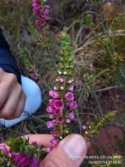 Erica abietina constantiana
