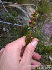 Erica abietina constantiana