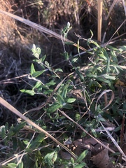 Athrixia phylicoides