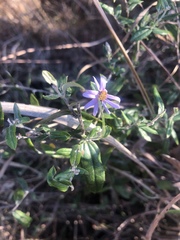 Athrixia phylicoides