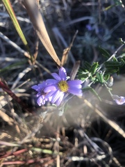 Athrixia phylicoides