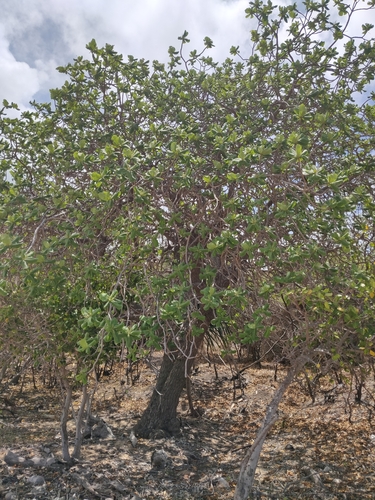 Terminalia litoralis observed 2024-11-16