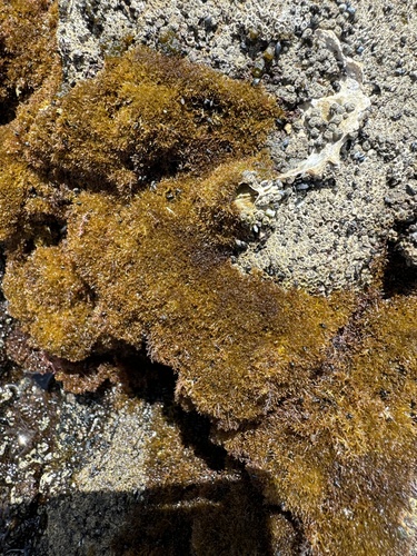 Caulacanthus ustulatus observed 2024-11-17