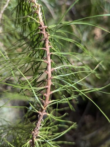 Pinus radiata