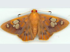 Chaetocneme denitza