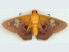 Chaetocneme denitza