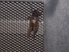 Teleogryllus occipitalis